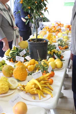 (Photo Lydie Colonna) (Photo Lydie Colonna)