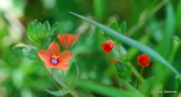 Pà Livia è altrò : Flore de nos chemins Pà Livia è altrò : Flore de nos chemins