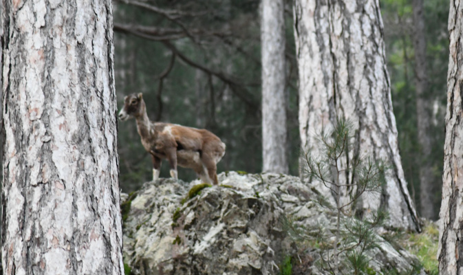 La photo du jour : Muvrinu nant’un scogliu La photo du jour : Muvrinu nant’un scogliu