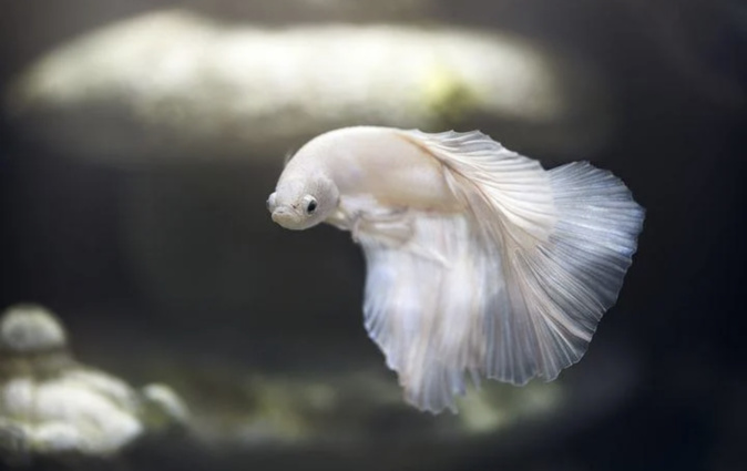 Ajaccio : l'environnement au cœur du premier festival de la Méditerranée Ajaccio : l'environnement au cœur du premier festival de la Méditerranée