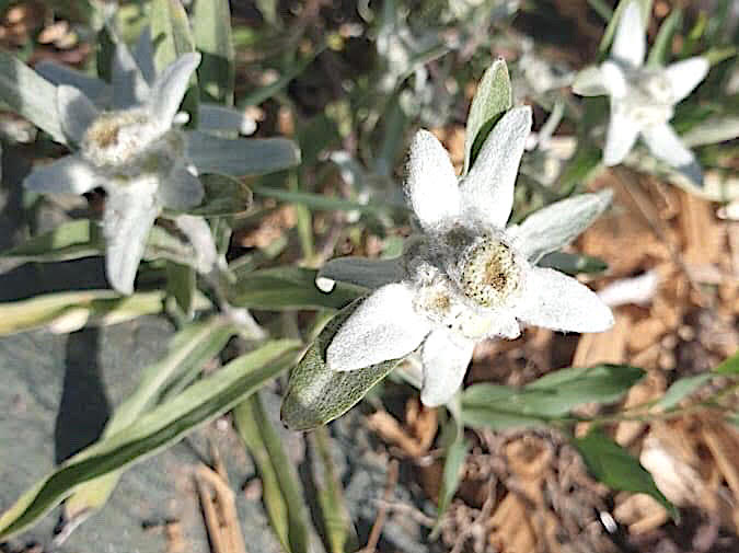 La photo du jour : l'edelweiss de Corse