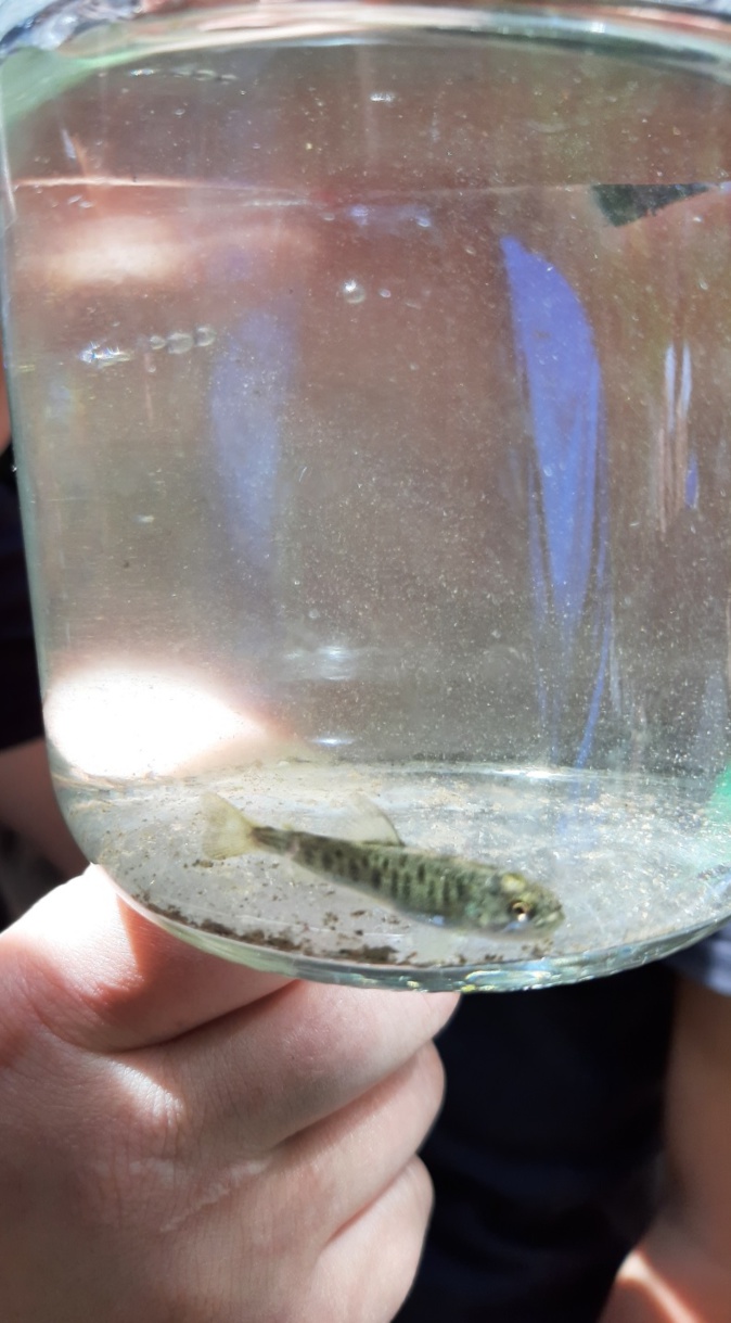 La rivière expliquée aux enfants en Castagniccia La rivière expliquée aux enfants en Castagniccia