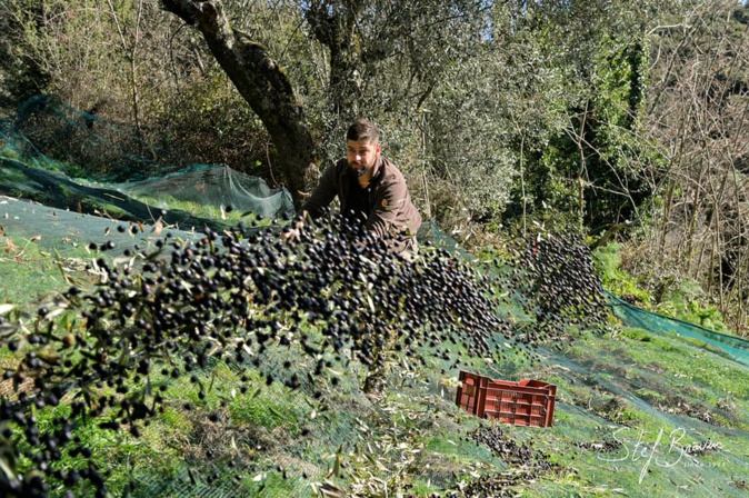 Jean-Christophe Arrii attend que les olives chutent d'elles-mêmes dans ses filets. Crédits Photo : Oliu di Corsica