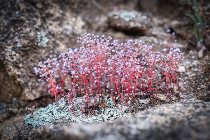 Le sedum étoilé pourpier (Photo Chantal Portaz-Biancarelli) Le sedum étoilé pourpier (Photo Chantal Portaz-Biancarelli)
