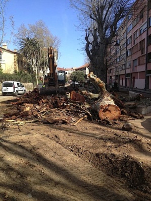 L’Ile-Rousse met tout en œuvre pour préserver ses palmiers centenaires L’Ile-Rousse met tout en œuvre pour préserver ses palmiers centenaires