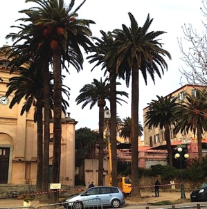 L’Ile-Rousse met tout en œuvre pour préserver ses palmiers centenaires L’Ile-Rousse met tout en œuvre pour préserver ses palmiers centenaires