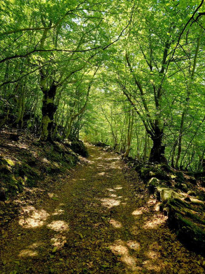 La photo du jour : balade sous les hêtres du San Petrone La photo du jour : balade sous les hêtres du San Petrone