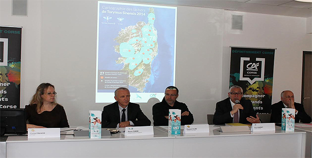 Châtaigneraie : 470 lâchers de Torymus pour lutter contre le le Cynips !