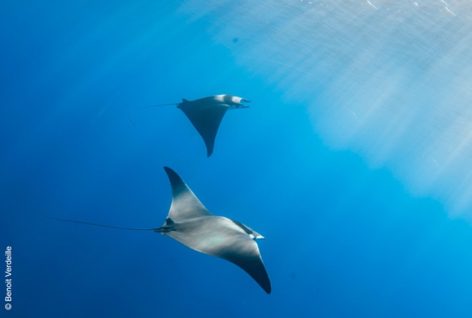 L'étude du Diable de mer débute ce samedi à Ajaccio L'étude du Diable de mer débute ce samedi à Ajaccio