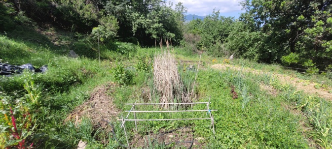 Une partie du jardin de Providenza (B.Cesari) Une partie du jardin de Providenza (B.Cesari)