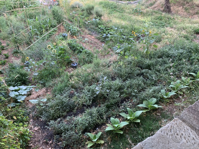 Potagers, vergers : la belle réussite pour les jardins partagés de Cardo
