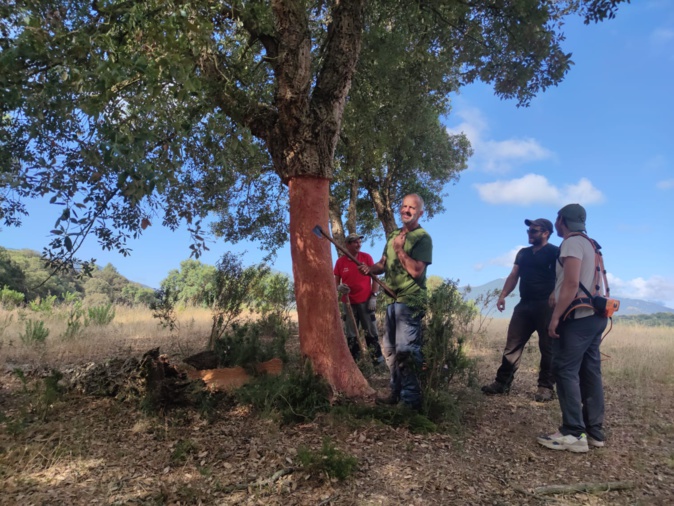 La renaissance du liège corse, une richesse peu exploitée des forêts insulaires La renaissance du liège corse, une richesse peu exploitée des forêts insulaires