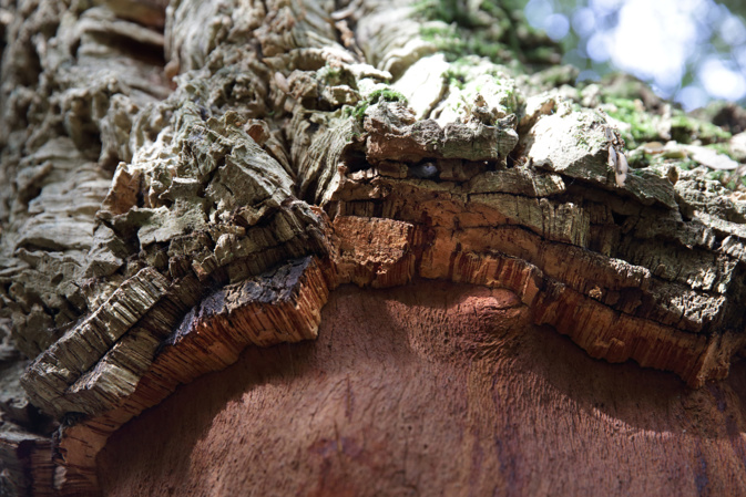 La renaissance du liège corse, une richesse peu exploitée des forêts insulaires La renaissance du liège corse, une richesse peu exploitée des forêts insulaires