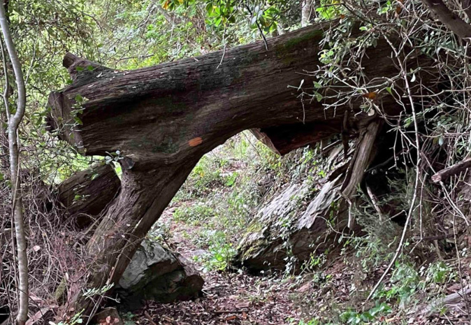 Document CNI Document CNI