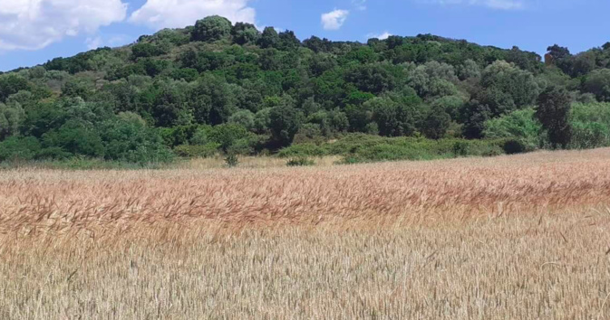 Pancheraccia : A Festa di u granu revient ce weekend Pancheraccia : A Festa di u granu revient ce weekend