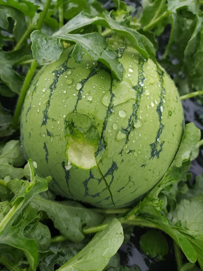 Photo : U sole di Meria Photo : U sole di Meria