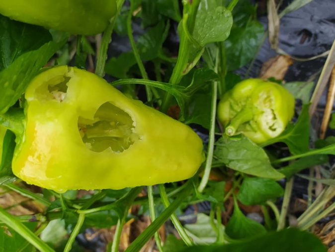 Photo : U sole di Meria Photo : U sole di Meria