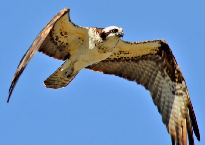 Un Balbuzard Un Balbuzard