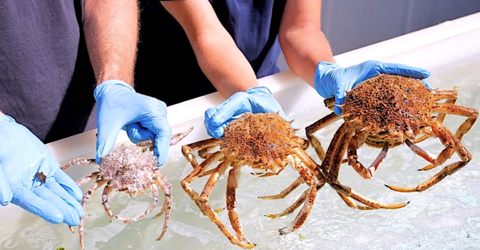 Stella Mare double sa production de juvéniles d’araignées de mer 