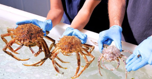 Stella Mare double sa production de juvéniles d’araignées de mer 