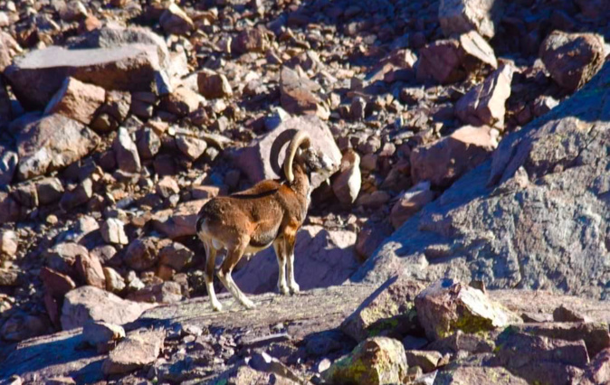 La photo du jour : le mouflon du lac d'Argento La photo du jour : le mouflon du lac d'Argento