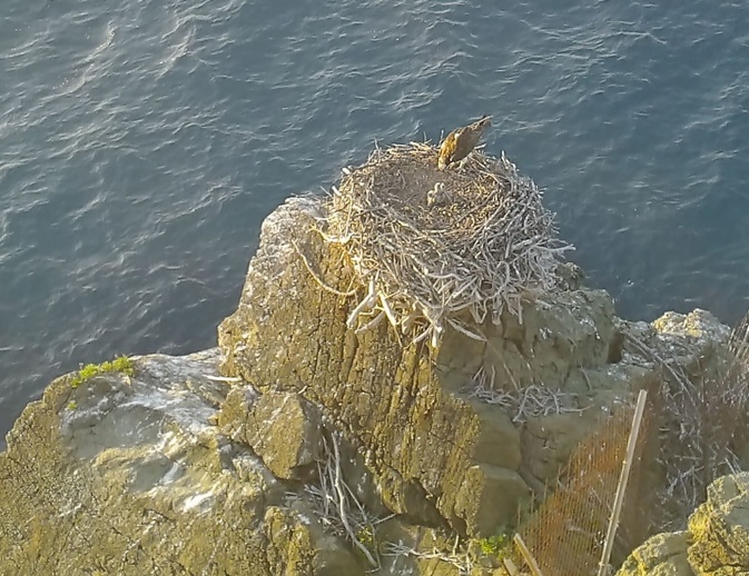 Un des parents nourrit les jeunes balbuzards pêcheurs qui ne sont pas encore en âge de s'envoler. Crédits Photo : OFB