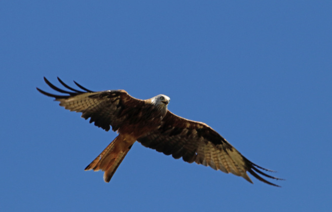 Photo Franck ALBERTINI Photo Franck ALBERTINI