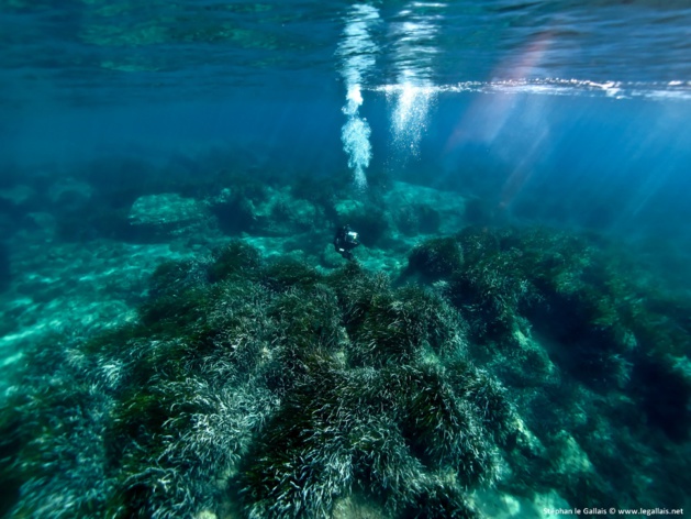 Les fonds marins insulaires hébergent une grande quantité d'herbiers de posidonie. Crédits Photo Stephan le Gallais