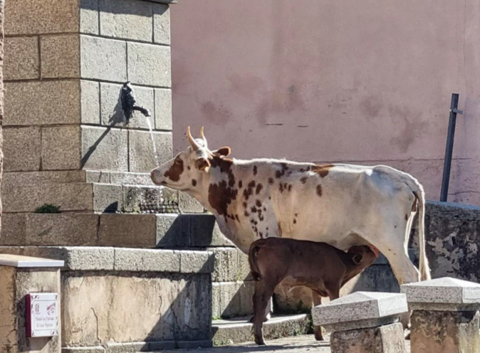 La photo du jour : Un vendredi matin à Evisa La photo du jour : Un vendredi matin à Evisa
