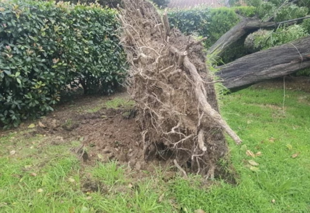 À Folelli des arbres ont été également déracinés par la tempête