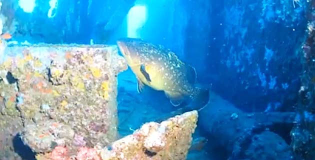 Taverna : Une balade sous-marine avec Stéphan Le Gallais