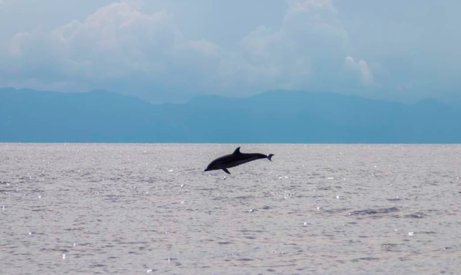 La photo du jour : les dauphins de Macinaggio
