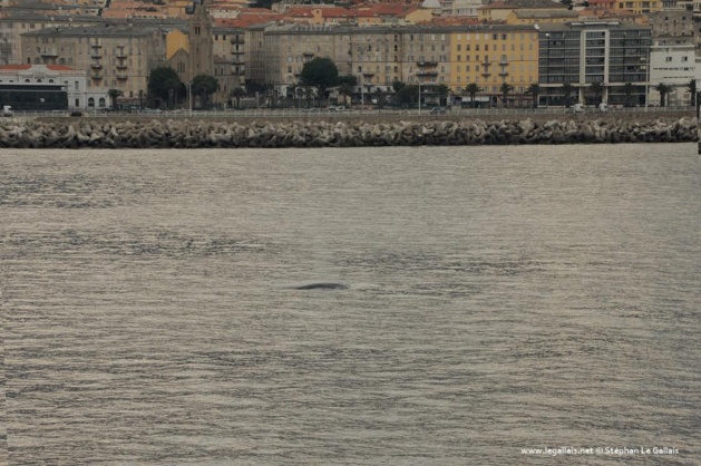 Une baleine traverse la passe du port de Bastia Une baleine traverse la passe du port de Bastia