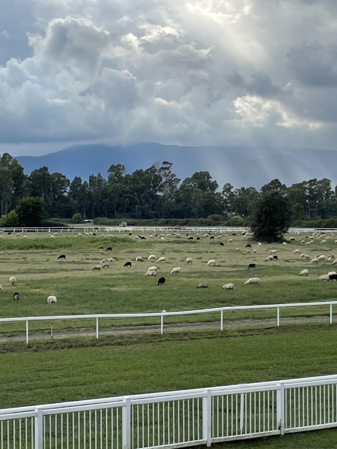 La photo du jour : les moutons de Calzarellu La photo du jour : les moutons de Calzarellu