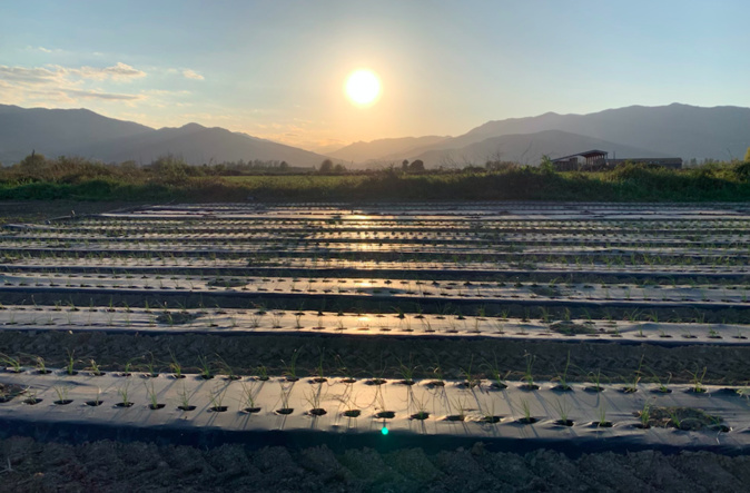 Une exploitation agricole BIO en Corse Une exploitation agricole BIO en Corse