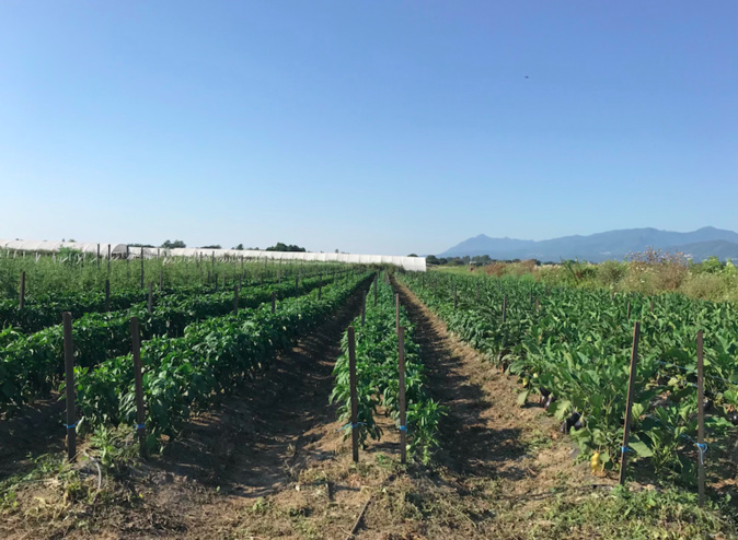 Une exploitation agricole BIO en Corse