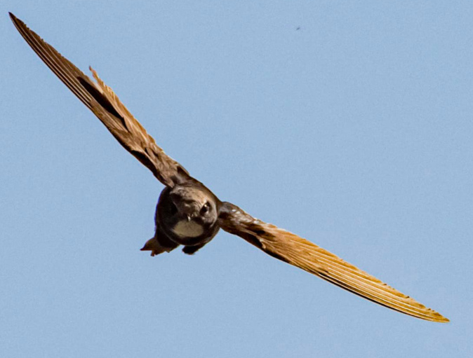 Photo page Facebook Parc Naturel de Corse Photo page Facebook Parc Naturel de Corse