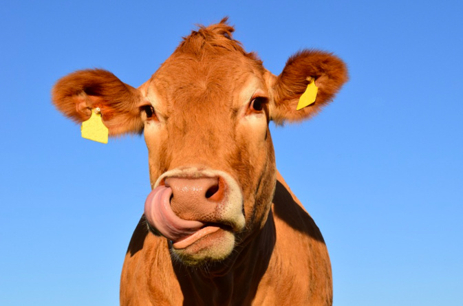 Identification des bovins : Pour la FDSEA il faut "laisser le libre choix de la méthode à l’agriculteur"