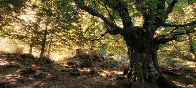 La photo du jour : les ors de l'automne à la bergerie de "i Pozzi" La photo du jour : les ors de l'automne à la bergerie de "i Pozzi"