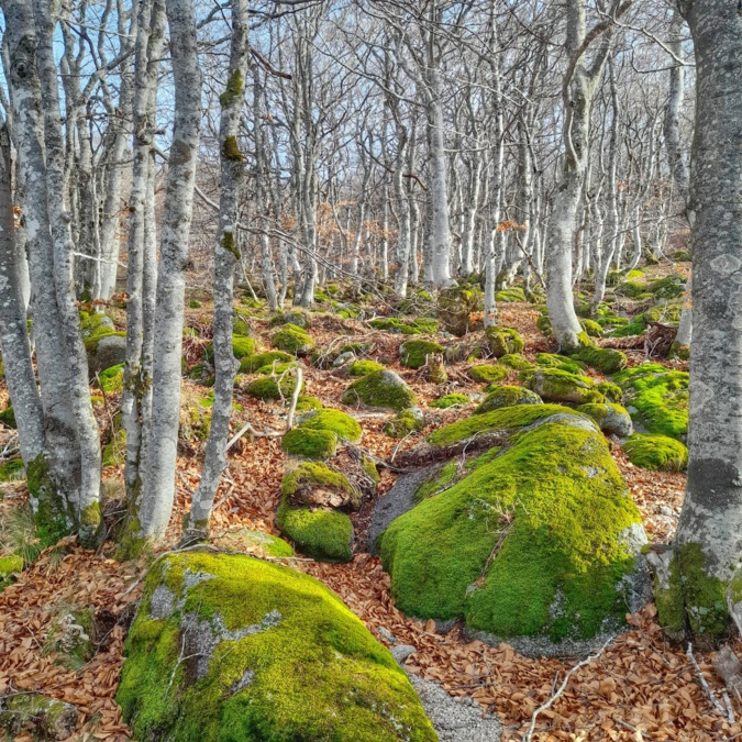 La photo du jour : sous les bouleaux de Vizzavona La photo du jour : sous les bouleaux de Vizzavona
