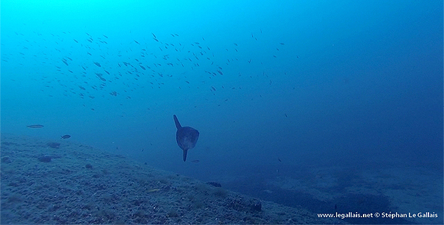 Insolite : Mola mola sur les épaves du Cap Corse !
