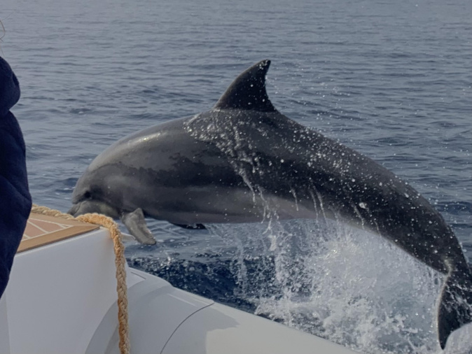 Baie de Calvi : les dauphins font la fête autour du bateau