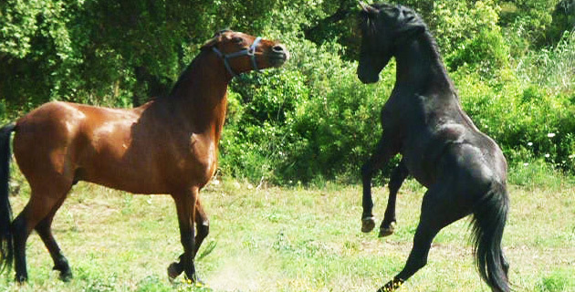 Cavallu Corsu : Deux rendez-vous importants au col de Pratu