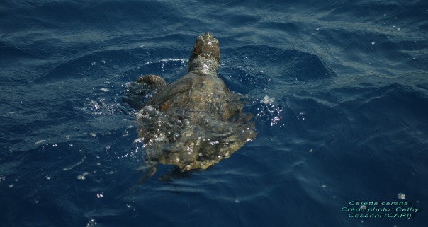 Un réseau d'alerte tortues marines en Corse