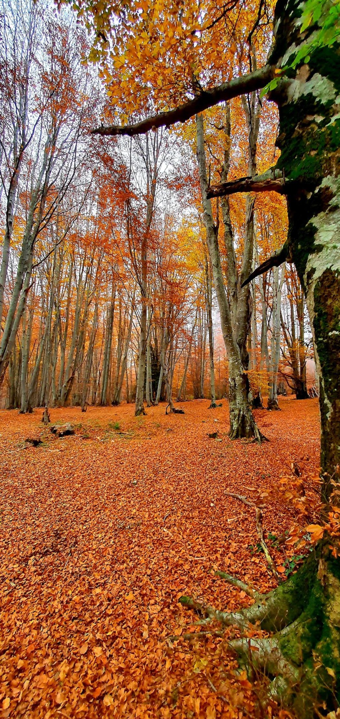 L'automne à Vizzavona (Barbara Laquerriere)
