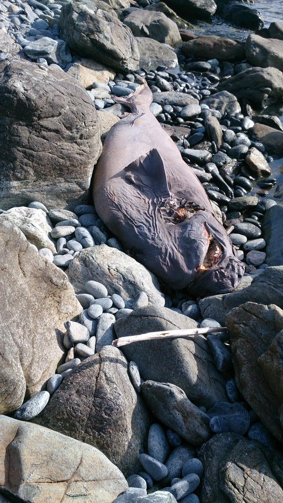 Un requin griset mort près de la plage de Farinole