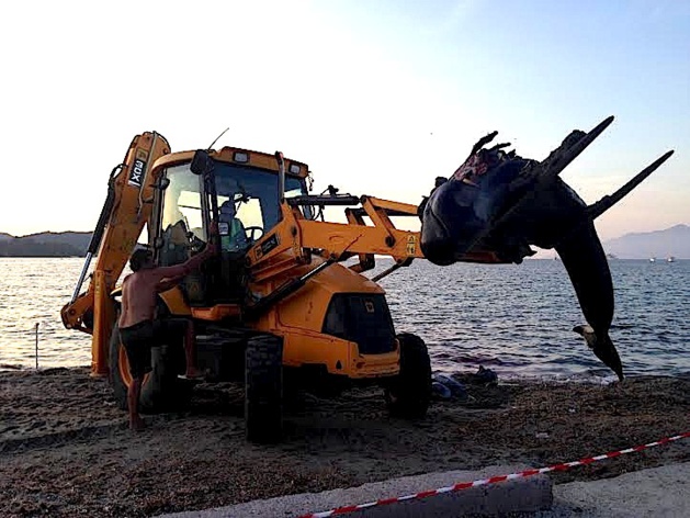 Saint-Florent : Un dauphin s'échoue sur la plage