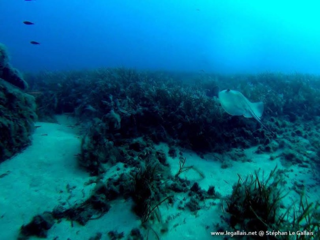 Stéphan Le Gallais : Dans le sillage des raies du Valinco