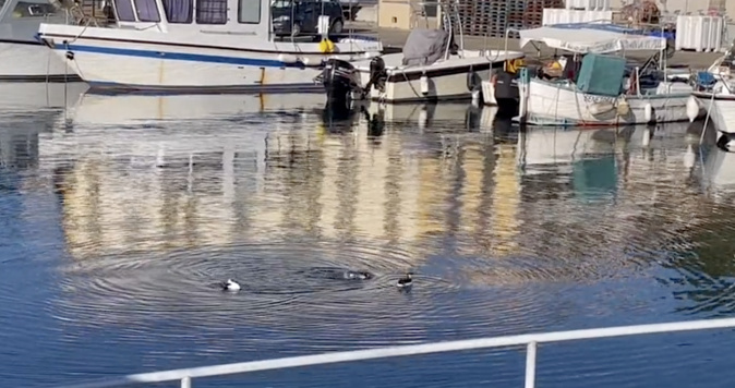 Trois pingouins dans les eaux ajacciennes Trois pingouins dans les eaux ajacciennes