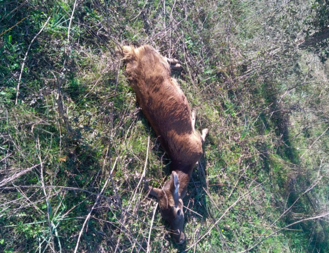 Crédit photo Parc naturel régional de Corse - Parcu di Corsica Crédit photo Parc naturel régional de Corse - Parcu di Corsica